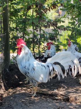 Bonte leghorn haan