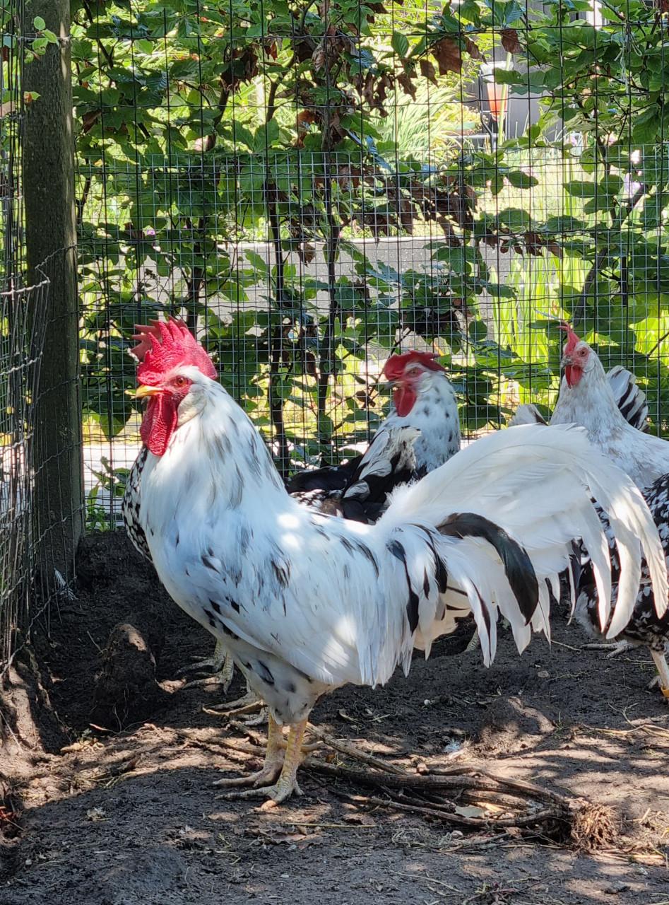 Bonte leghorn haan