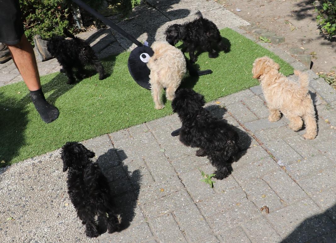 Super lieve vrolijke doodle dwerg/medium pups beschikbaar
