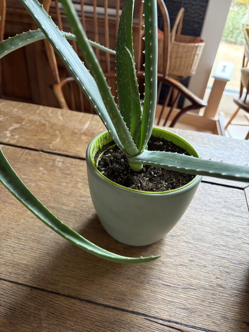 Aloe vera planten