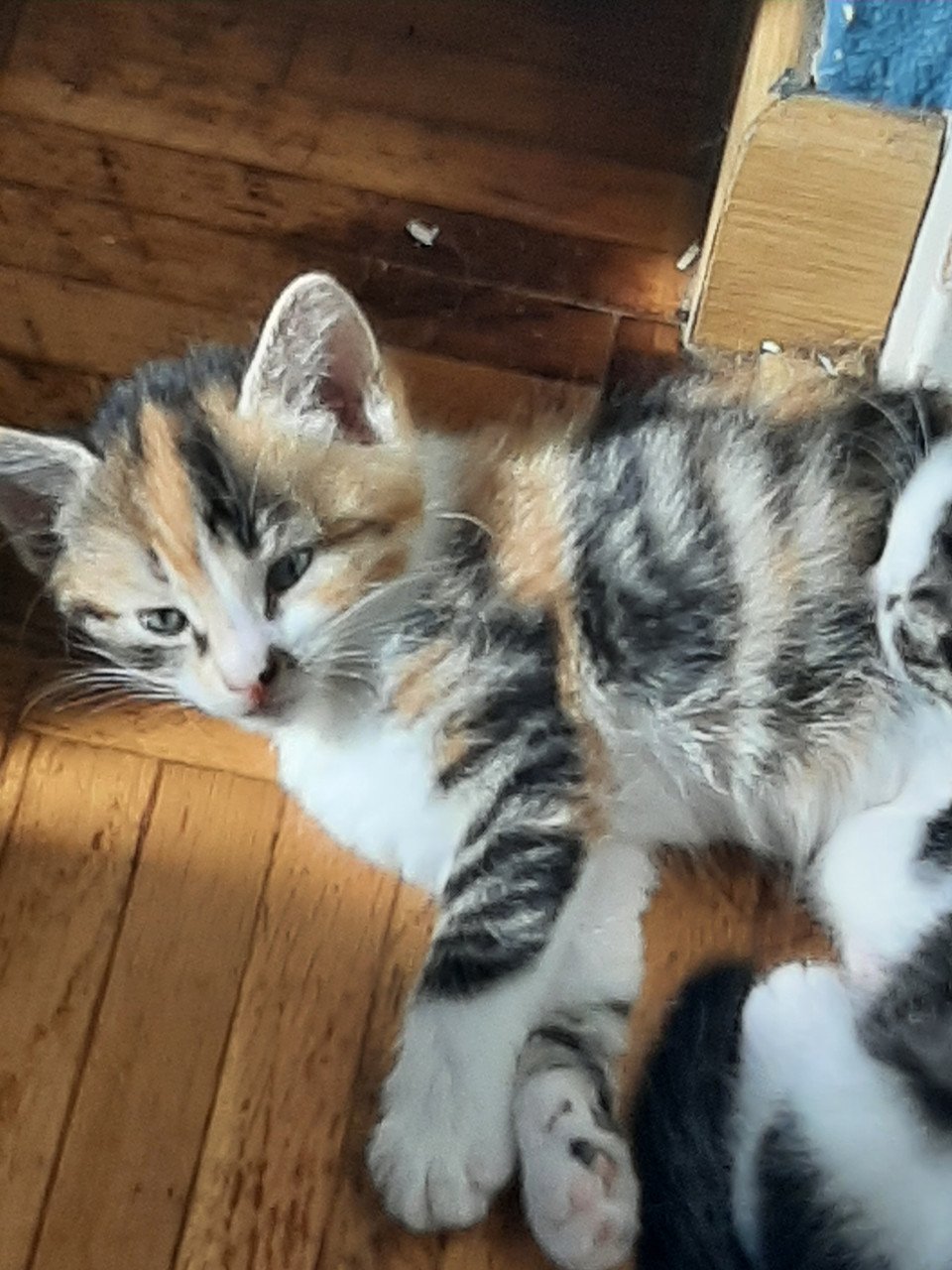 Lapjes kittens