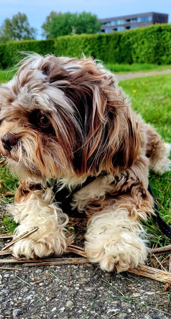 Oppas voor 2 lieve honden gevraagd