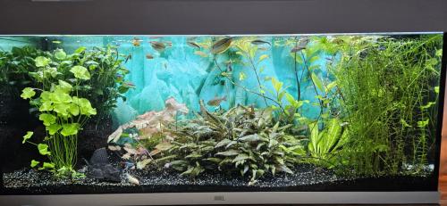 Compleet aquarium met vis