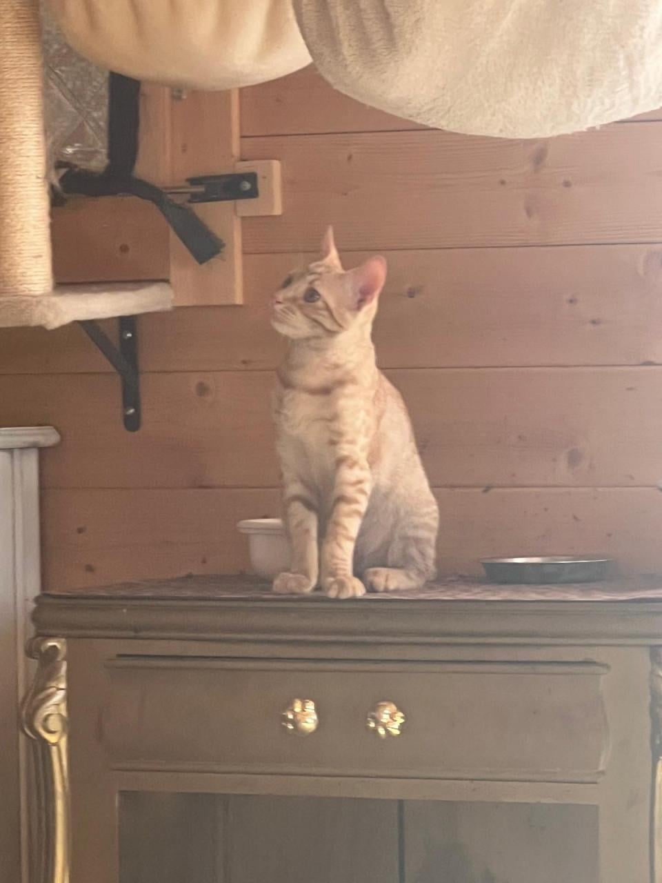 Deze hele lieve kitten broertjes zoeken hun gouden mandje!