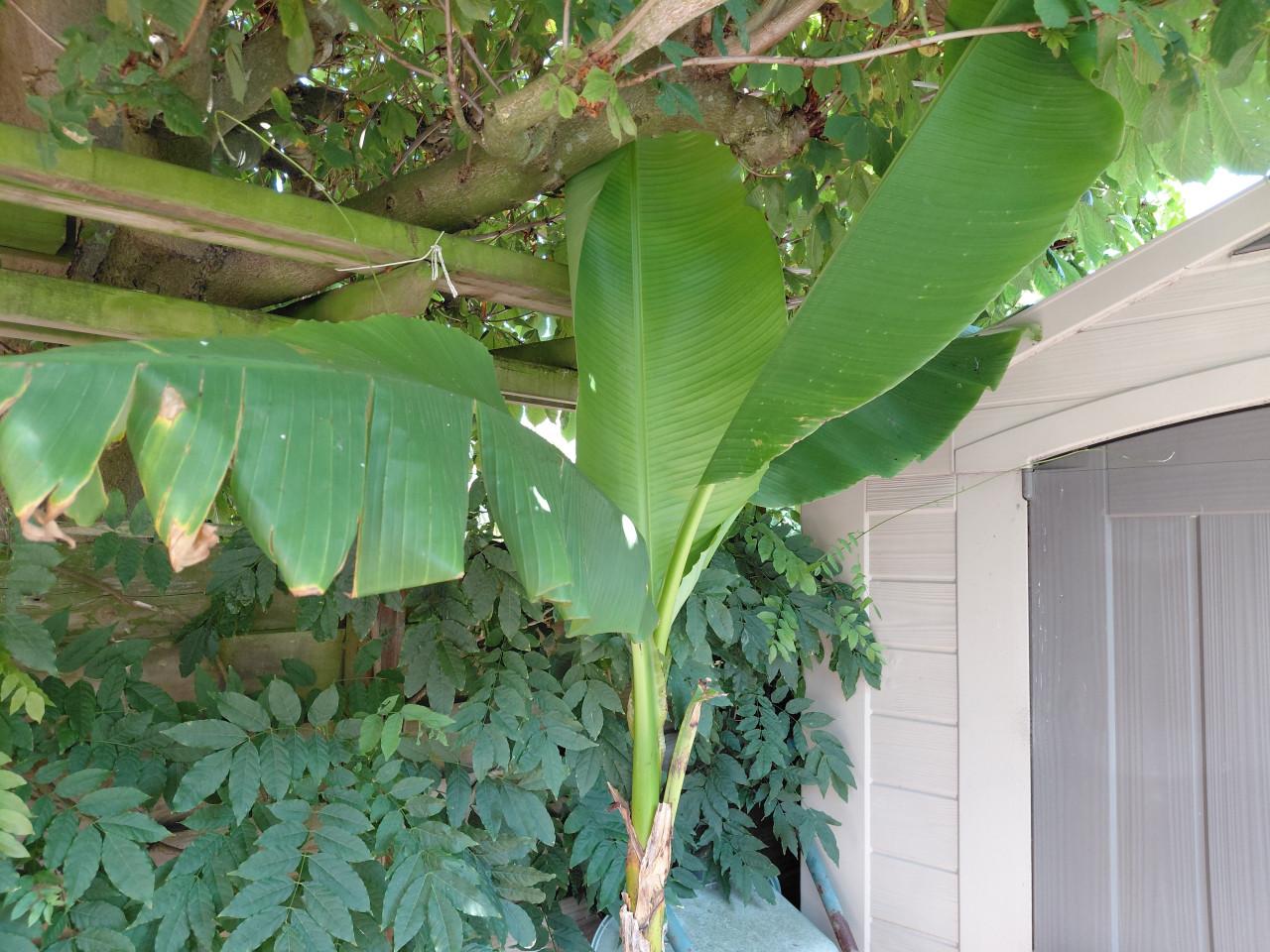 Hele grote Bananenplant in pot. 250 cm hoog.