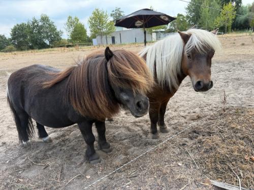 2 kleine shetlanders
