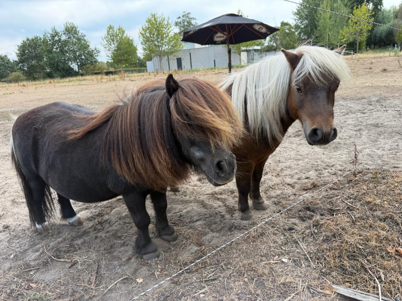2 kleine shetlanders