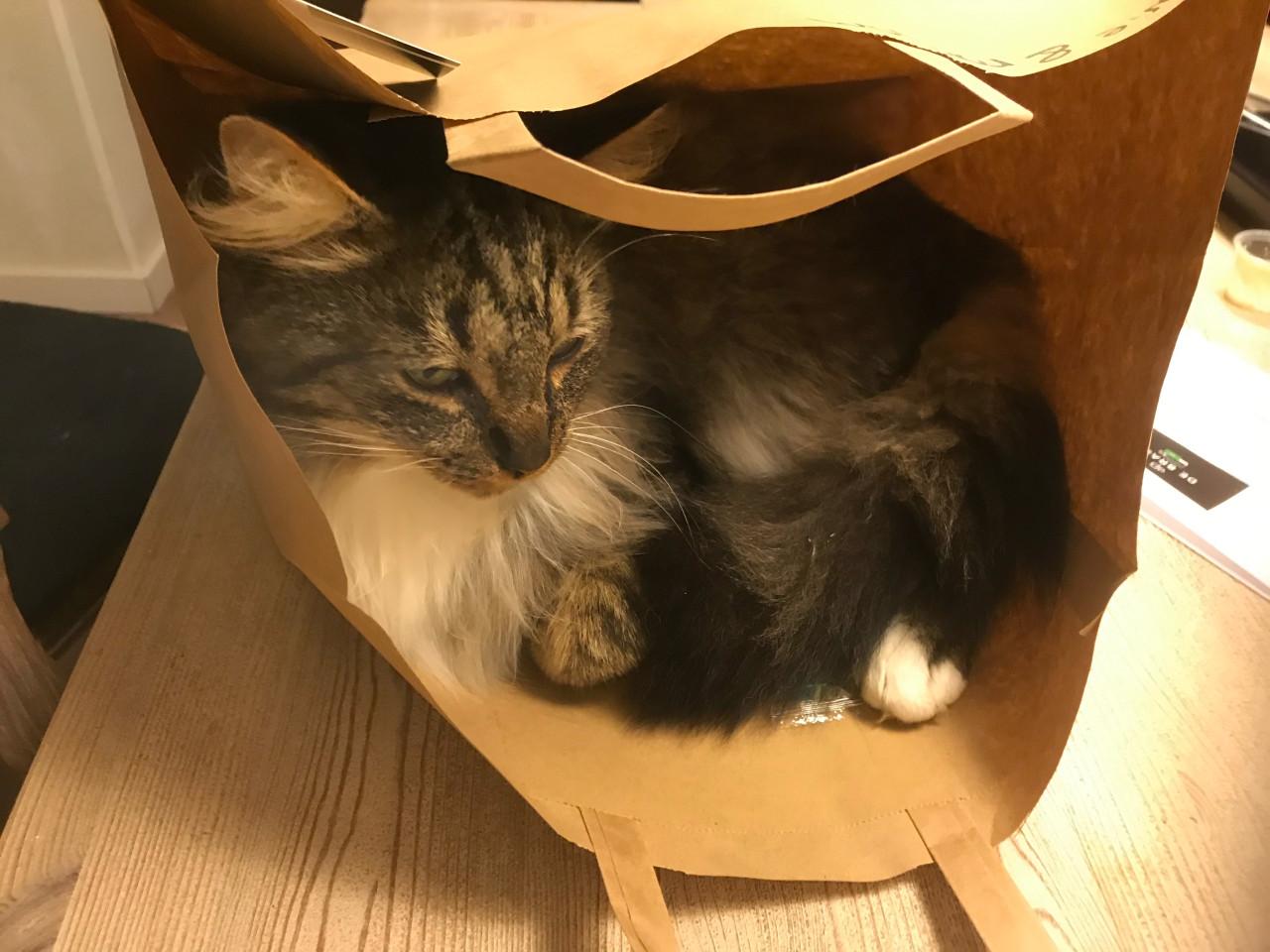 Prachtige buitenkat Bikkel zoekt een nieuw, liefdevol thuis .