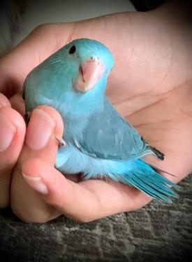 Mooi koppeltje Forpusjes blauw en wit.