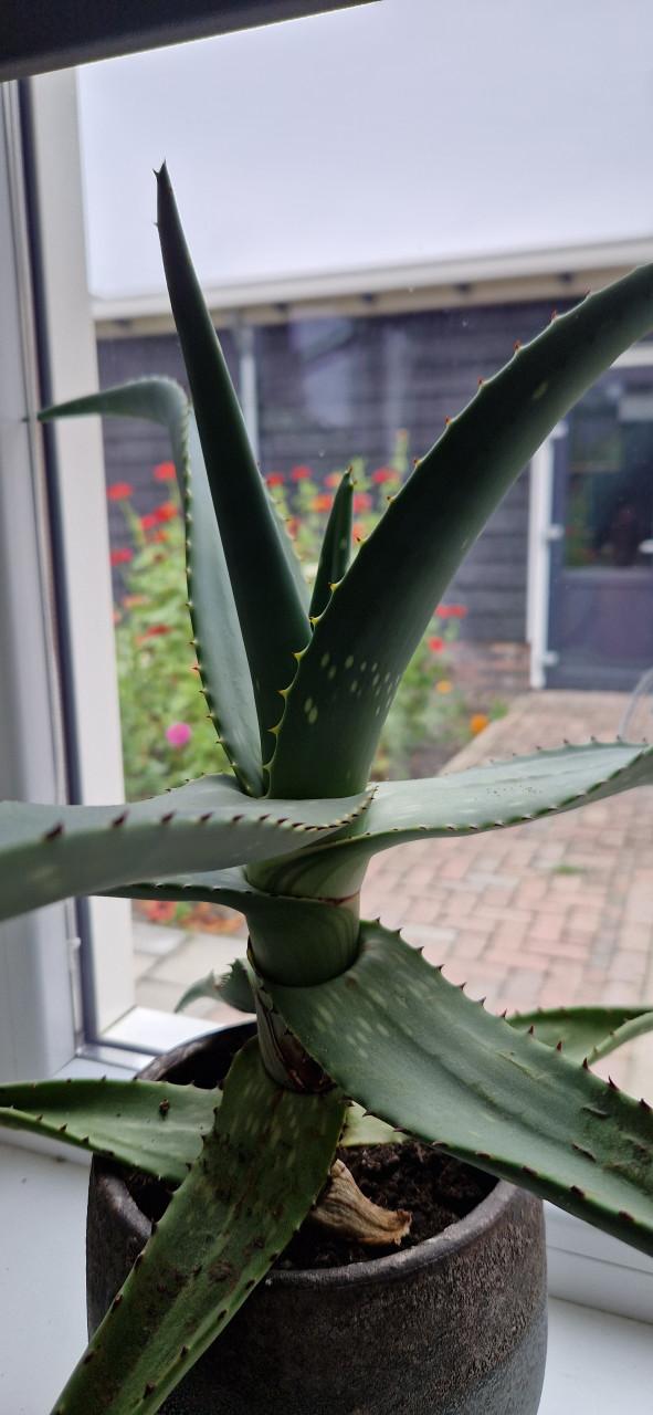 Aloë Veraplant