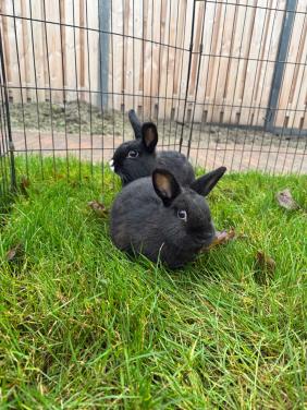 2 vrouwtjes konijnen