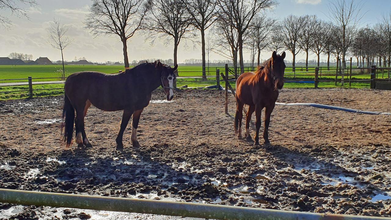 Paard