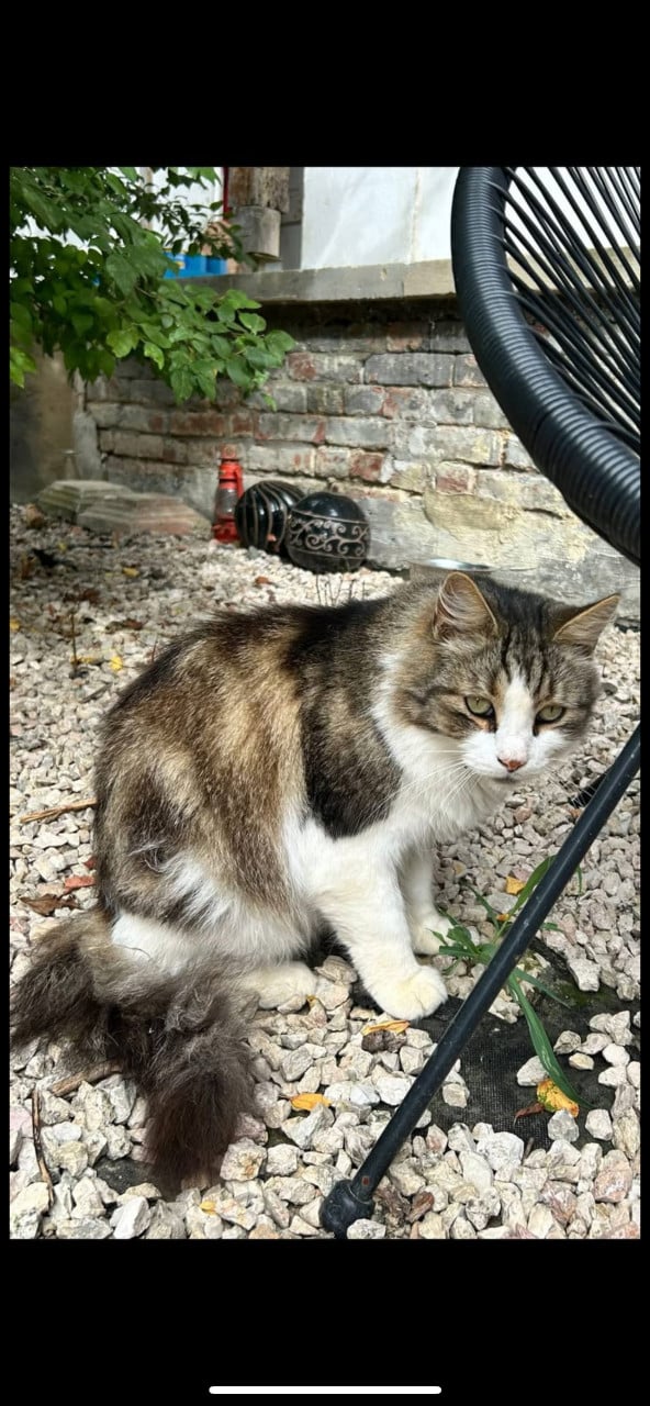 Katten/hond