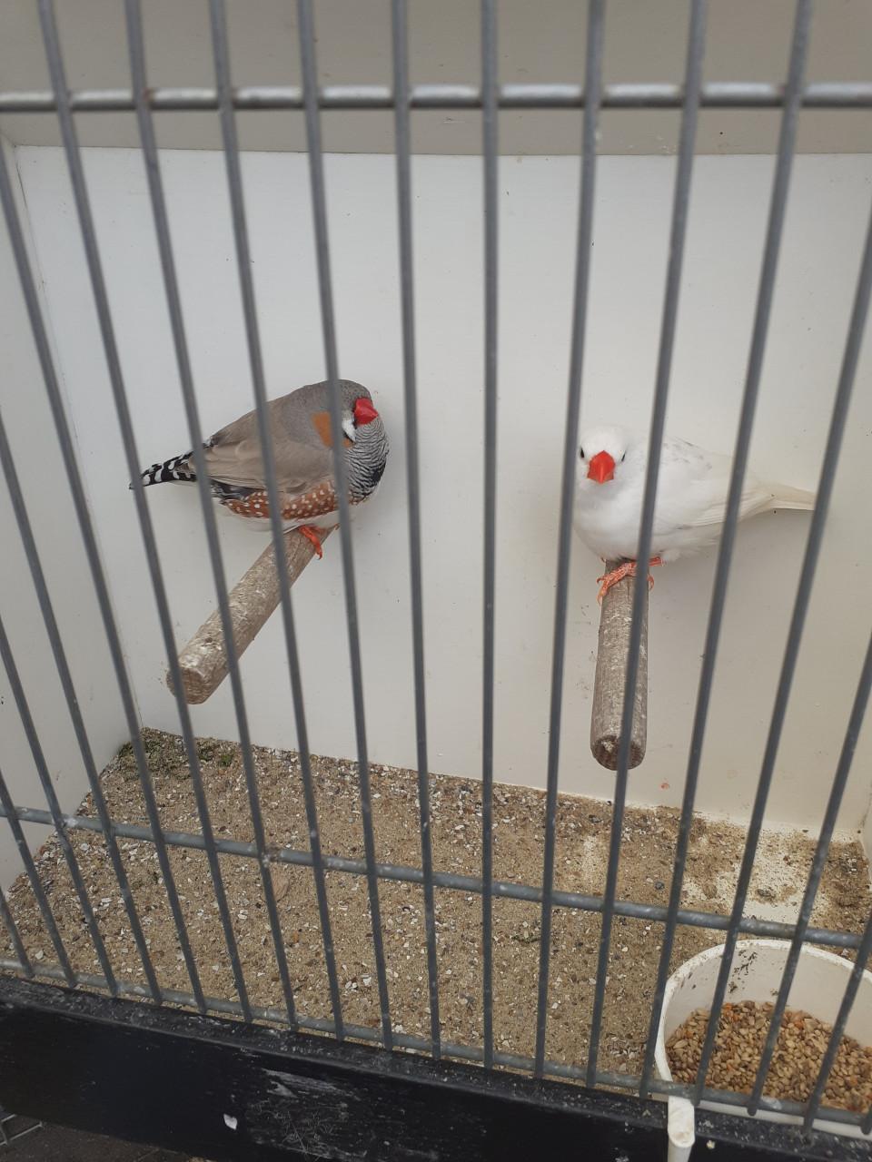 Onverwant koppel grote zebravinken 2025