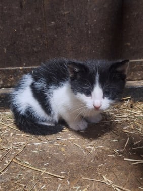 Lieve Kittens te koop!