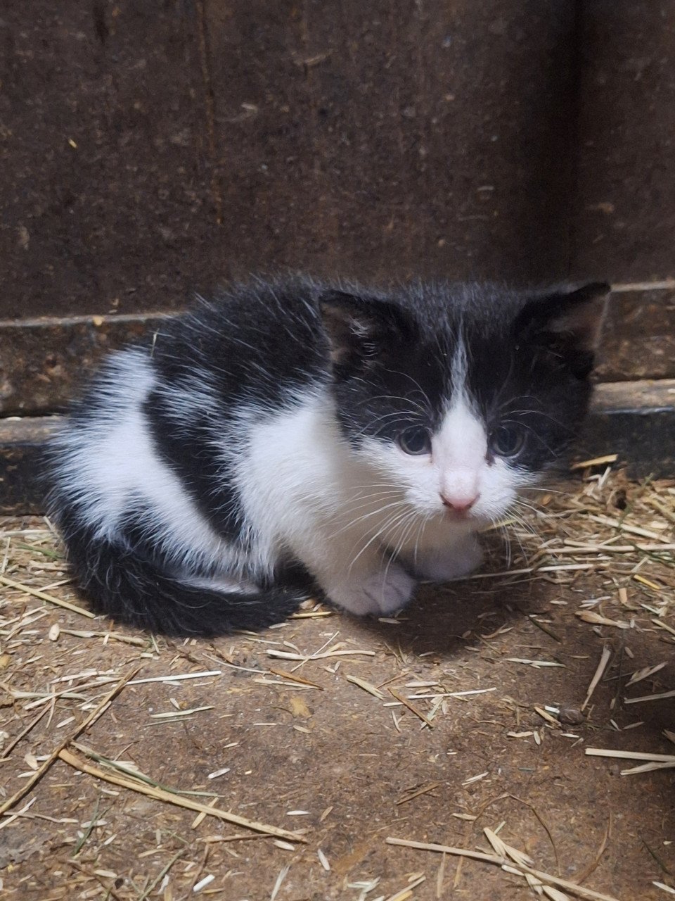 Lieve Kittens te koop!