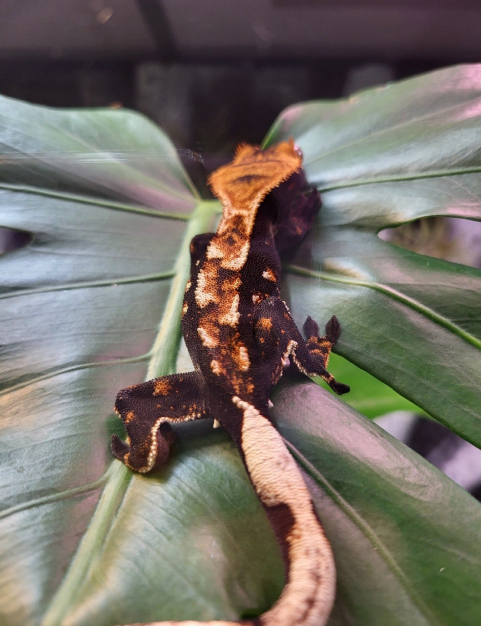 Wimpergekko