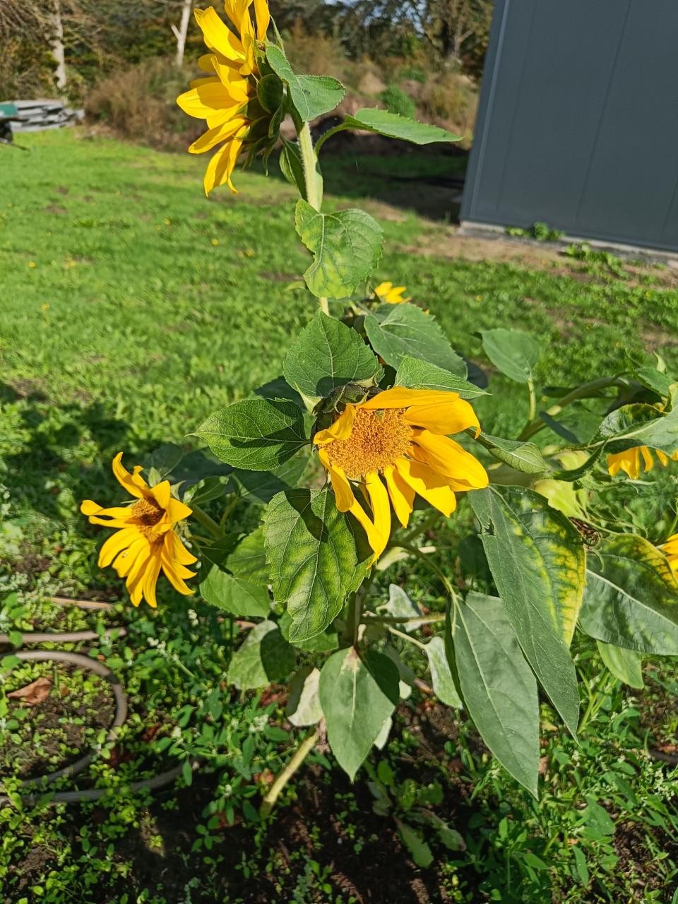 Zaden Zonnebloem - Meerbloemig