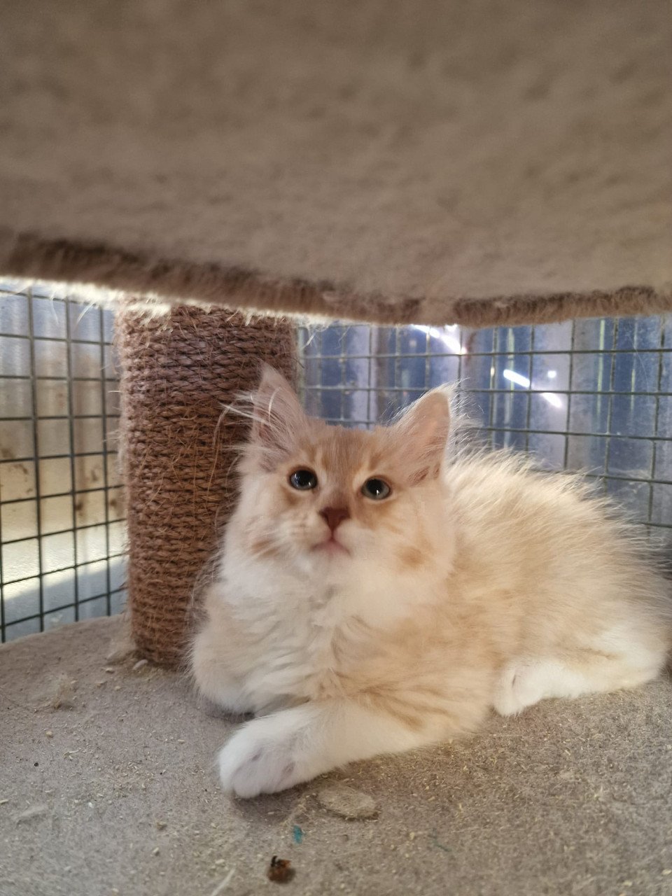Te koop mooie lieve stoere Maine Coon katertje