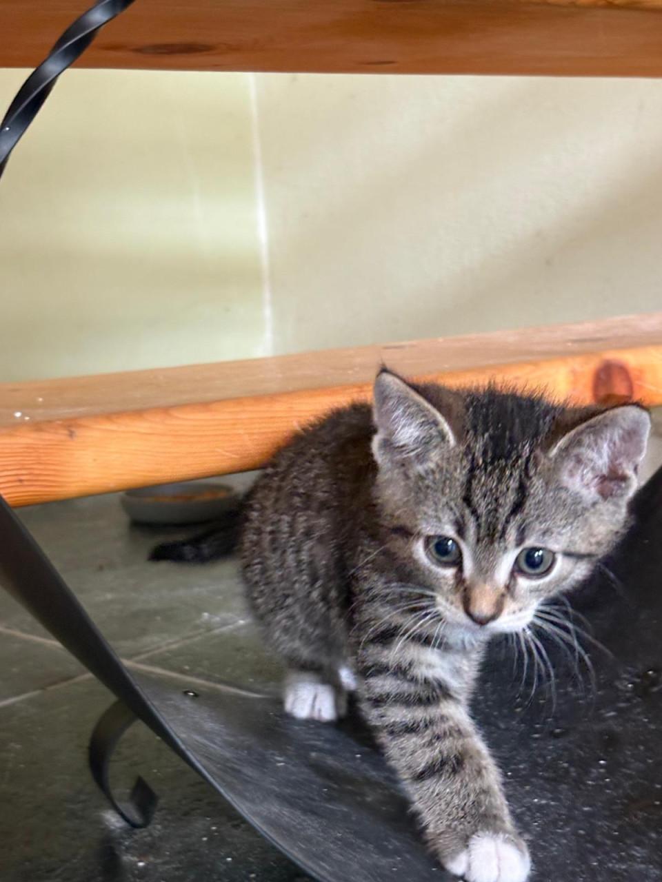 Kittens - mogen direct weg!