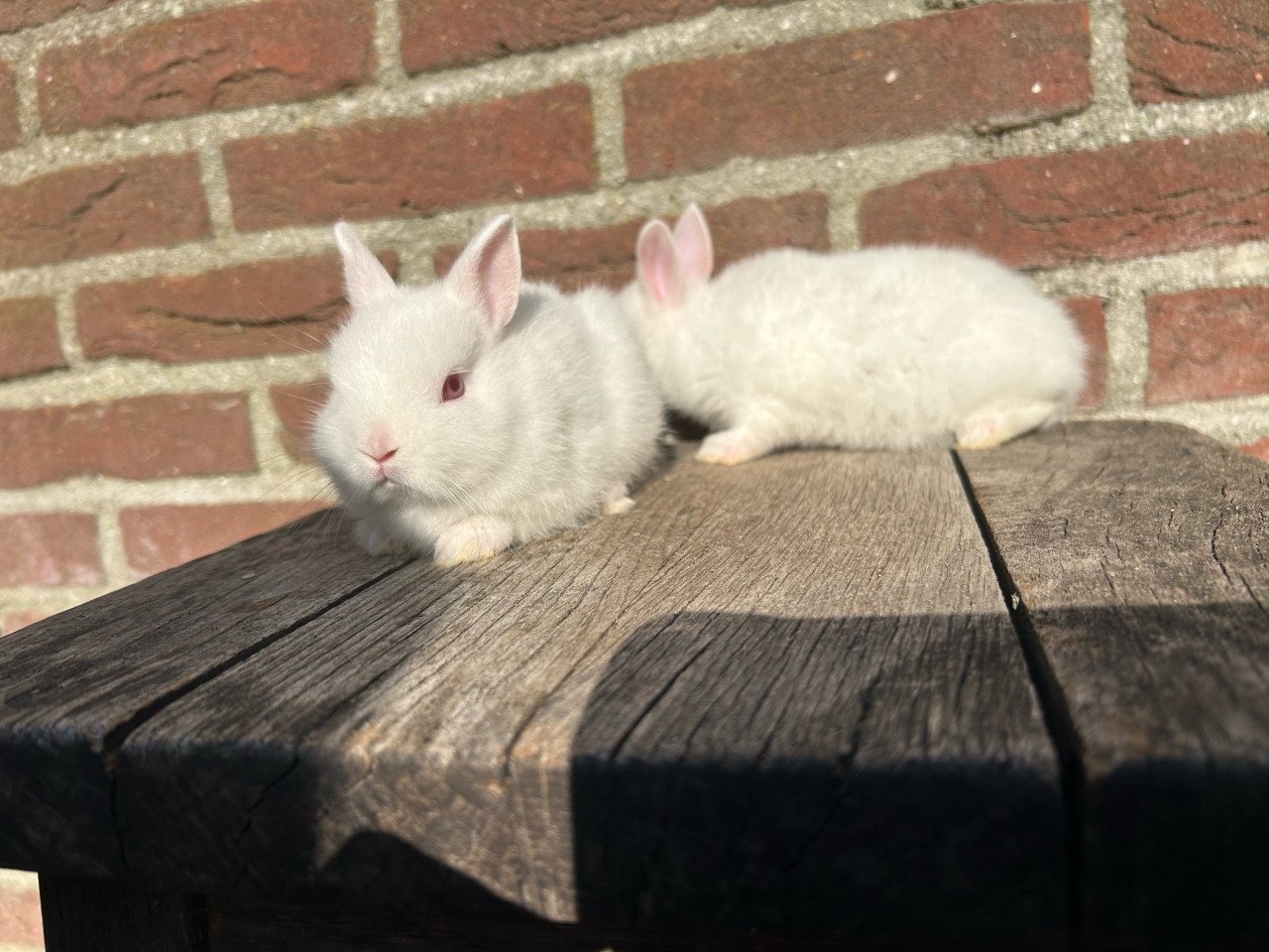 2 jonge pooltjes