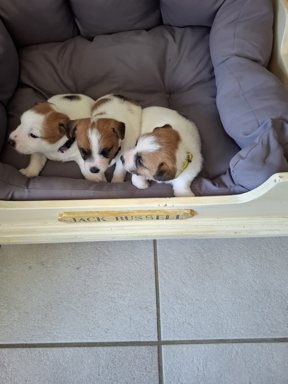 Jack Russell Puppy's