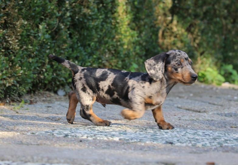 Dwerg Teckel pups