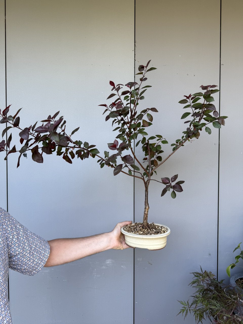 Bonsai boompjes 4x