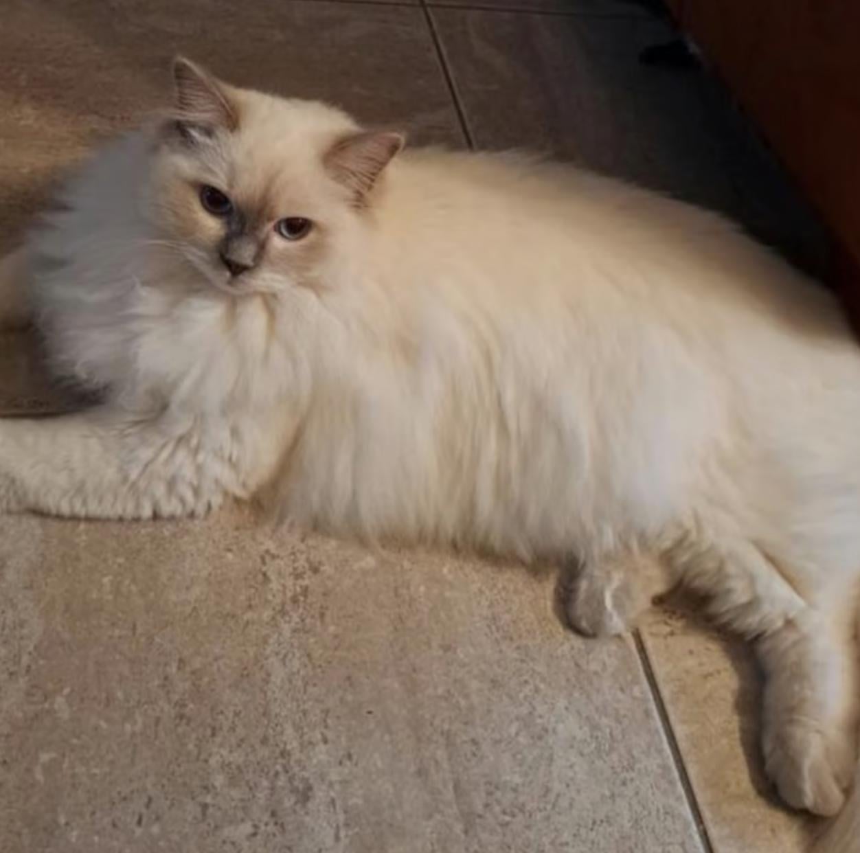 Ragdoll kittens MET stamboom VAN ORANJE Parels Ragdoll Cattery