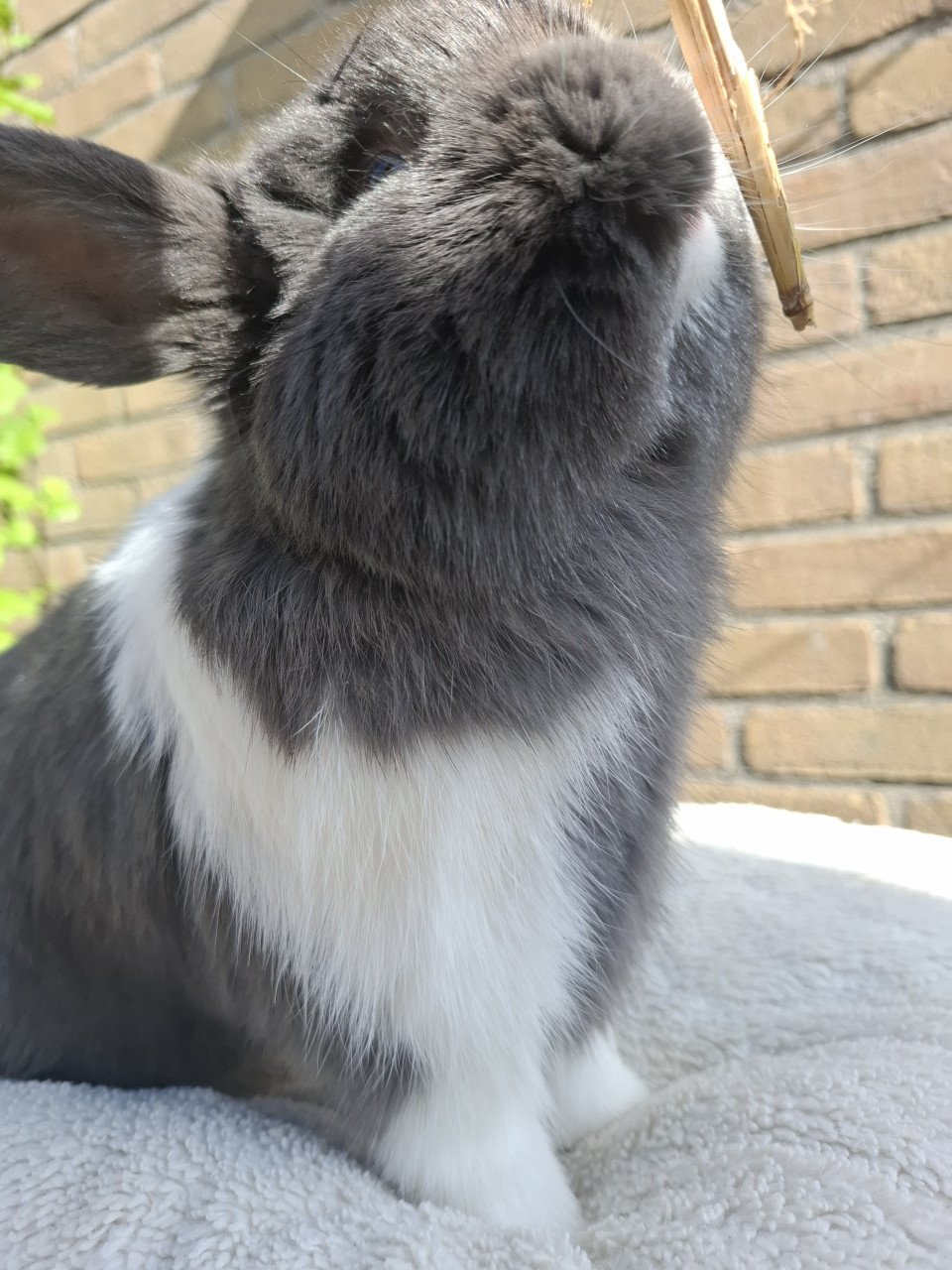 Super lief klein minilop konijntje