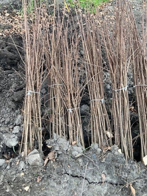 Zeeuwse haag / natuurlijke beplanting/inheemse struiken