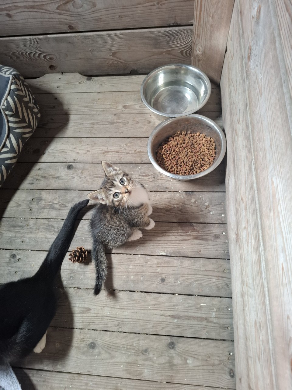Kitten ( gereserveerd)