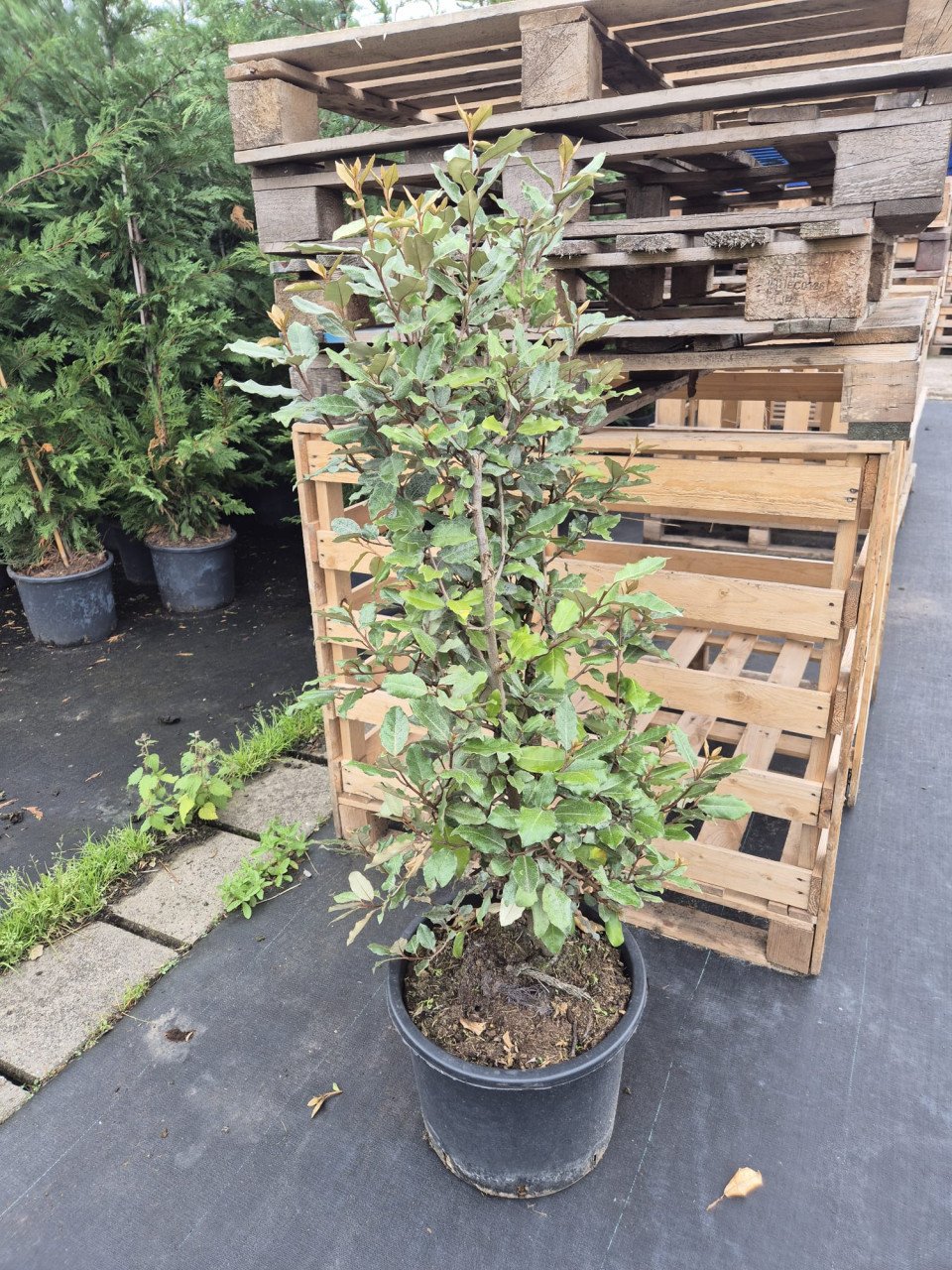 Olijfwilg haagplanten potgekweekt 100-120 cm
