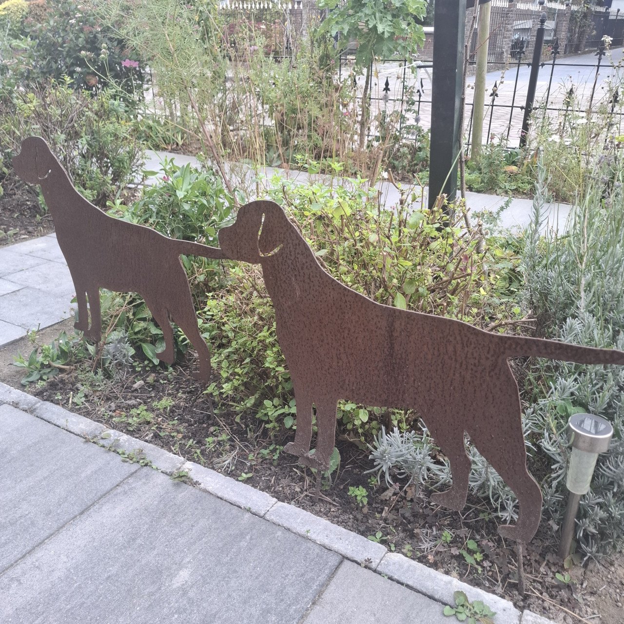 Labrador voor in de tuin