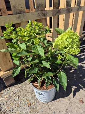Laagblijvende pluimhortensia Little Lime