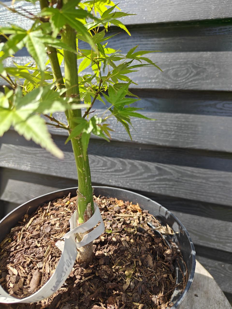 De Acer palmatum 'Wilson's Pink Dwarf' Japanse esdoorn