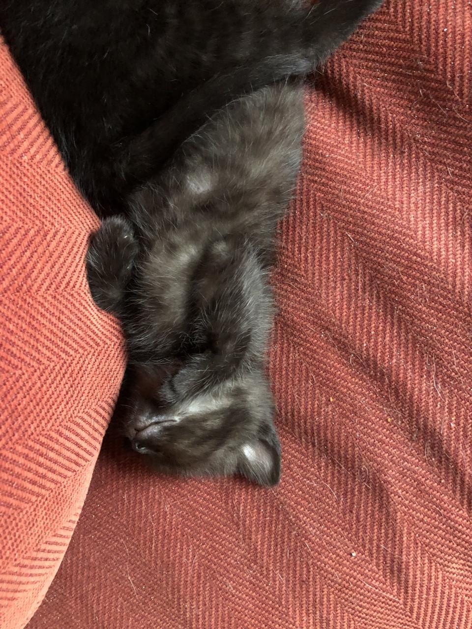 Lieve kittens