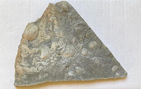 Een fossiele steen met duidelijke afdrukken van schelpen