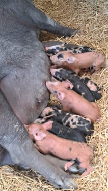 75% Berkshire en 25% Duroc biggen
