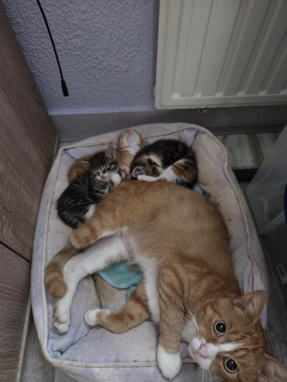 Kittens
