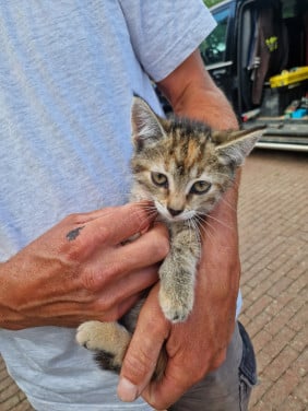 Kittens