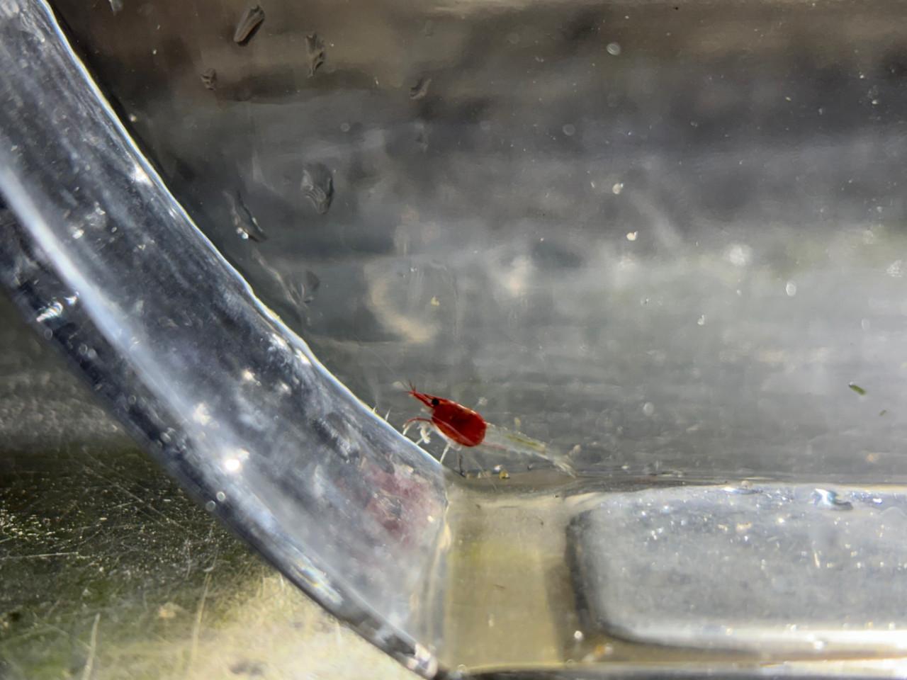 Neocaridina "Roodkapje" garnalen