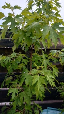 Esdoorn boom