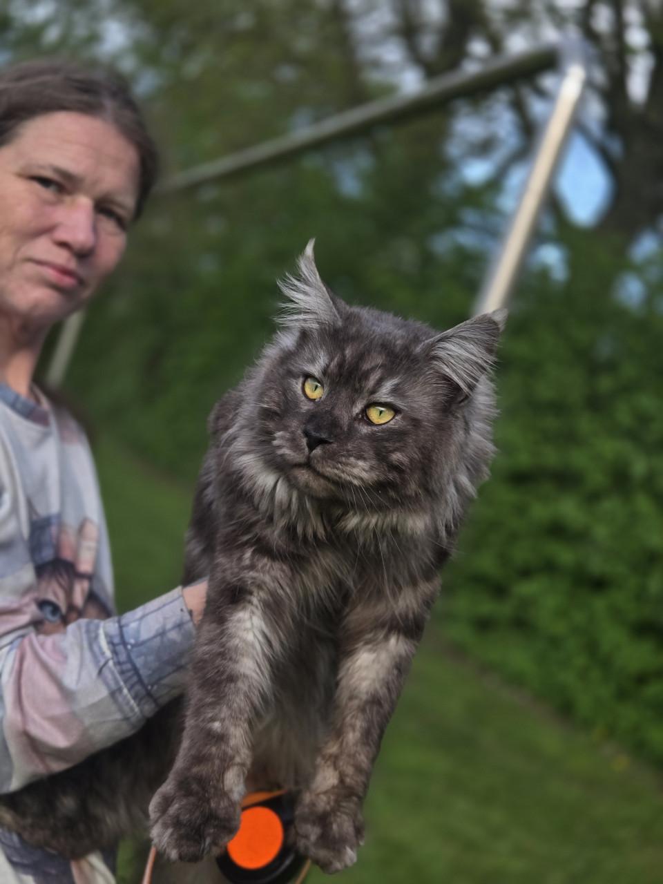 Prachtige maine coon dekkater