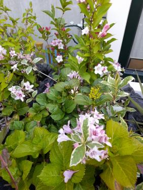 Weigela