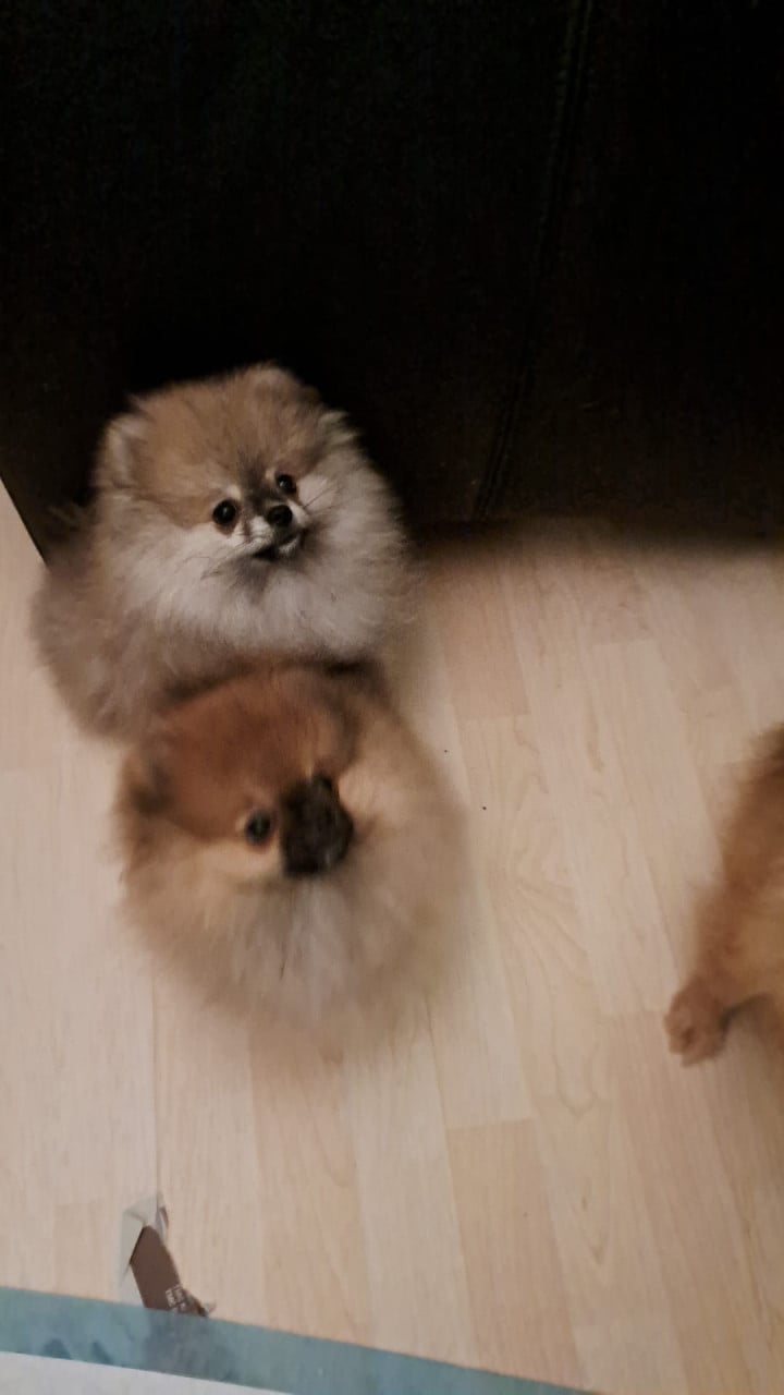 Pomeriaan (dwerg keeshond) puppy