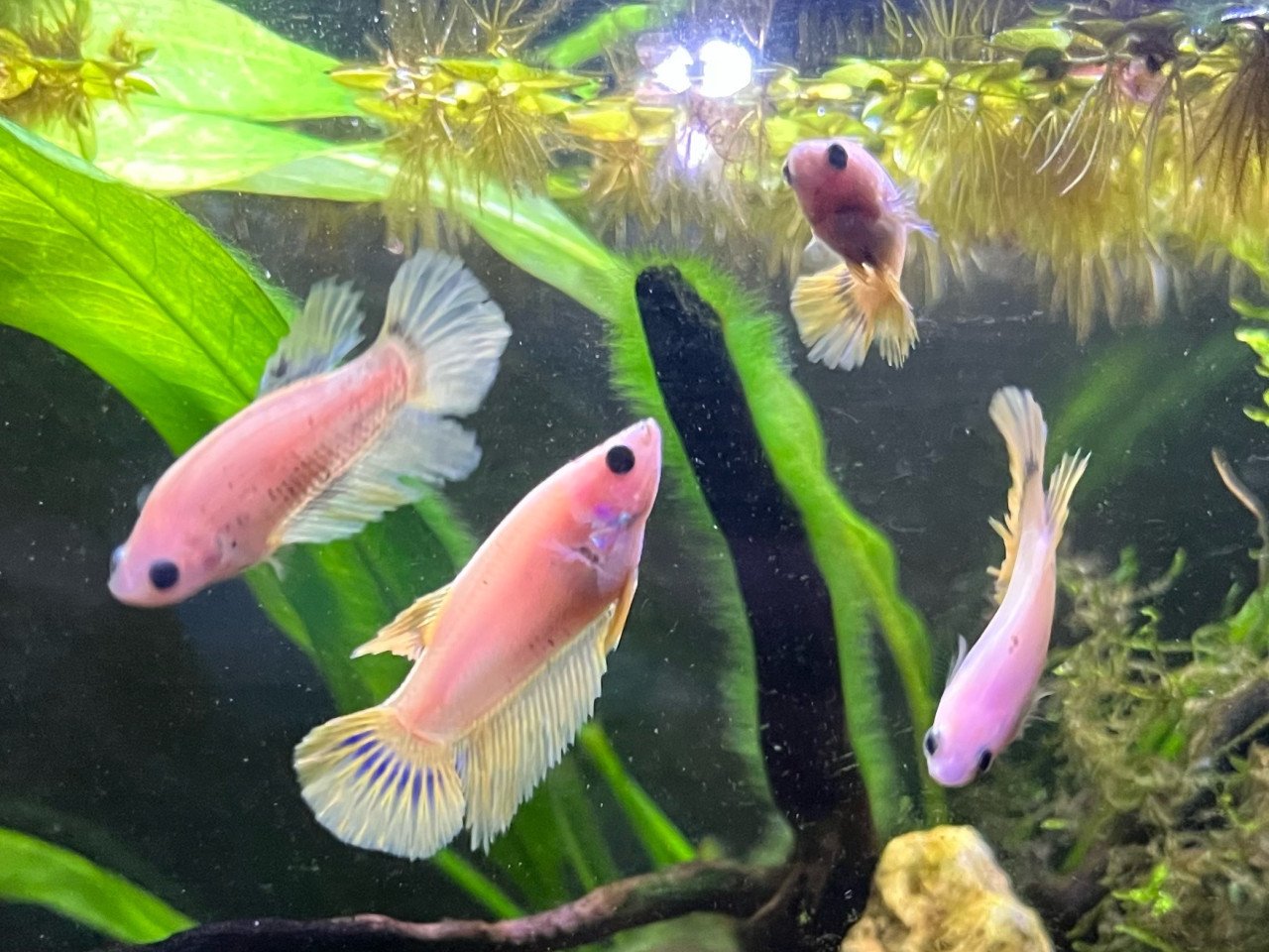 Betta vissen vrouw geel, blauw