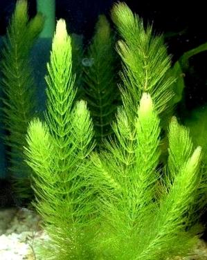 Aquarium planten hoornblad