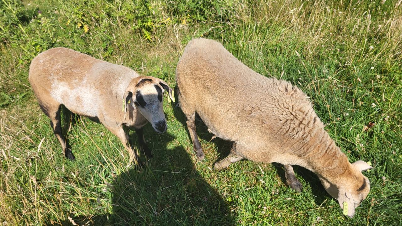 Maasduinenschapen