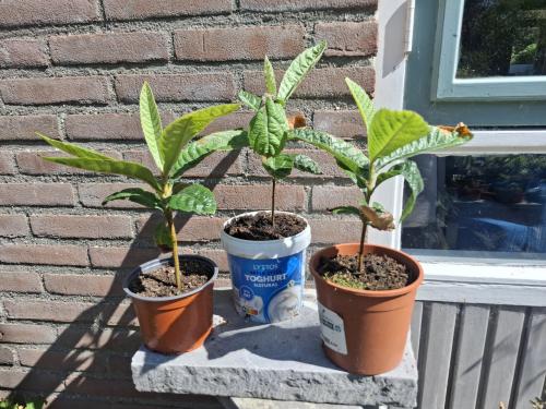 Jonge Japanse Mispels